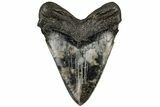 Fossil Megalodon Tooth - South Carolina #197884-2